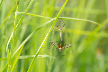 Mosquitoes copulate in a green grass