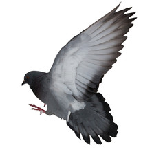 isolated on white dark grey flying pigeon