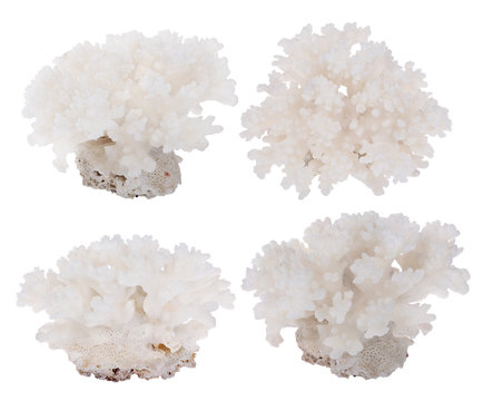 four light dense corals collection on white