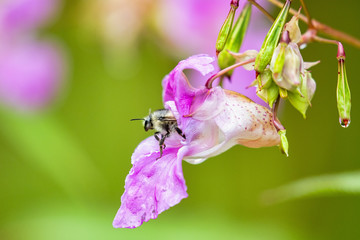 Biene und Blüte