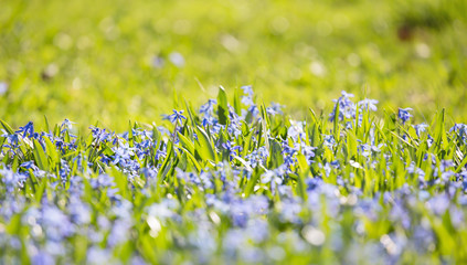 field with small blue flowers in grass