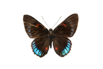 Obraz premium butterfly Necyra duellona