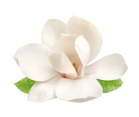 Plakat tender white magnolia flower isolated
