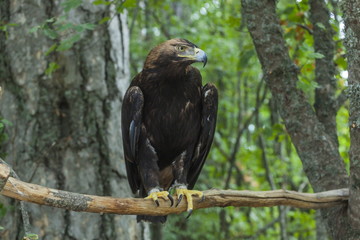 Eagle on a tree in the forest