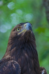 Eagle on a tree in the forest