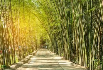Papier Peint photo autocollant Bambou route avec forêt de bambou vert courbe tunnel naturel grotte
