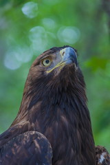 Eagle on a tree in the forest