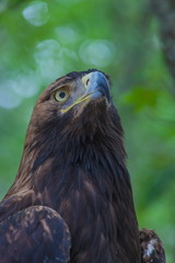 Eagle on a tree in the forest