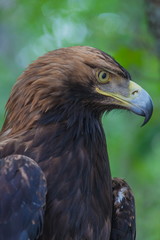 Eagle on a tree in the forest