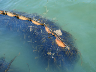 Seaweed moving in water.