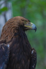 Eagle on a tree in the forest