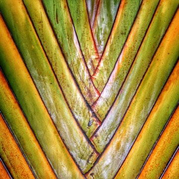 Un arbre du voyageur aux Seychelles