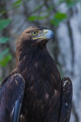 Eagle on a tree in the forest