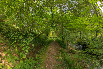 camino entre árboles y vegetación