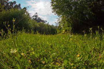 Fototapeta na wymiar campo de hierba verde con árboles y cielo azul