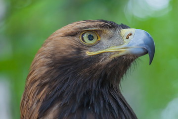 Eagle on a tree in the forest