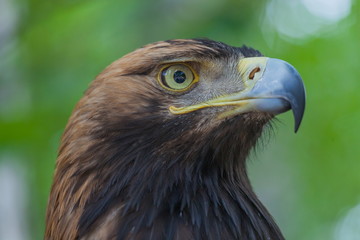 Eagle on a tree in the forest