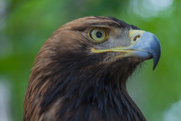 Eagle on a tree in the forest