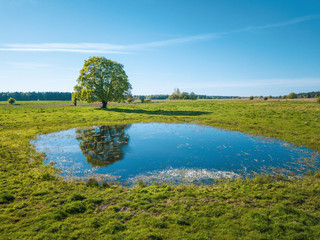 Peaceful summer landscape with green tree near a pond