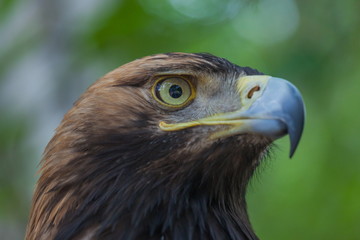 Eagle on a tree in the forest