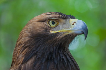 Eagle on a tree in the forest