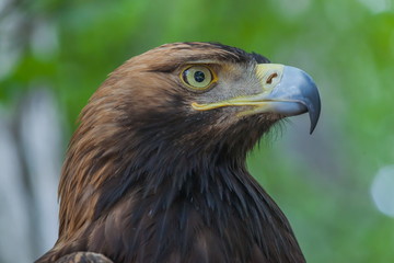 Eagle on a tree in the forest