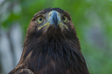 Eagle on a tree in the forest