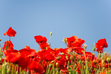 Obraz premium Remembrance day, Anzac Day, serenity. Opium poppy, botanical plant, ecology. Poppy flower field, harvesting. Summer and spring, landscape, poppy seed. Drug and love intoxication, opium, medicinal