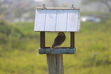  Owl's toque