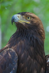 Eagle on a tree in the forest