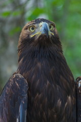 Eagle on a tree in the forest