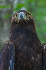 Eagle on a tree in the forest