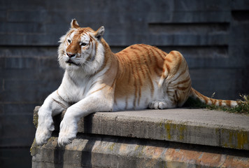 tiger of bengal