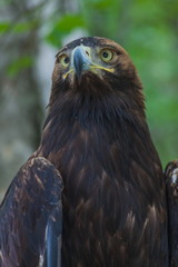 Eagle on a tree in the forest