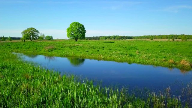 Peaceful summer landscape with green tree near a pond