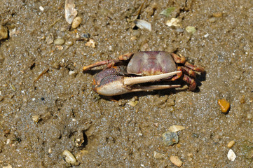 Fiddler crab in Ria Formosa. Algarve, Portugal