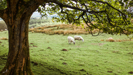 Obraz na płótnie Canvas Sheep grazing under a large tree.