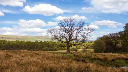 Picturesque scene of tree without foliage outlined by bright blue sky and wispy white clouds.
