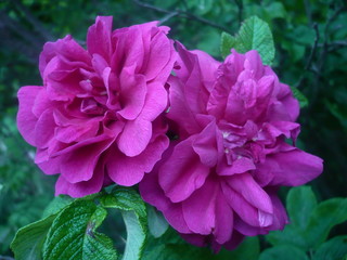 Rose flower. 