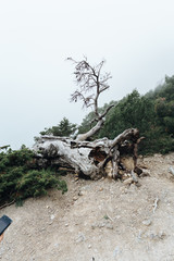 An ugly, curved tree of strange shapes is frighteningly standing in the fog.