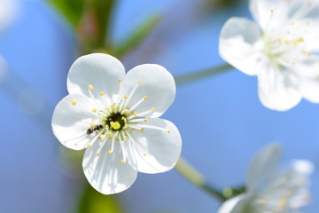 White cherry flowers in bloom