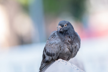 poor pigeon
