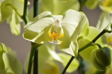 Orchid Phalaenopsis aphrodite Yellow. Photographing First Person Of A Flower. Nature Orchid Botanical Biology Phytology Flowers Plants. May 5, 2018. Madrid Spain.