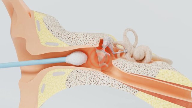 Как выглядит перепонка в ухе у детей Eardrum Зображення - огляд 9,215 Стокові фото, векторні зображення й відео Adobe