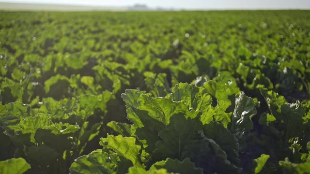 Beautiful beet grows on the field. Close-up view.