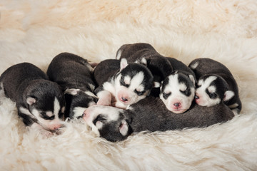 Lovely Newborn Husky Puppies