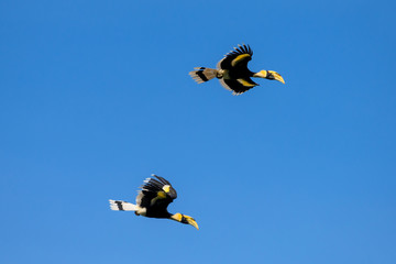 Flying great hornbill at Khao Yai national park, THAILAND © joesayhello
