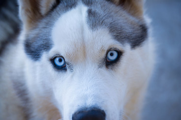 Close-up of Husky
