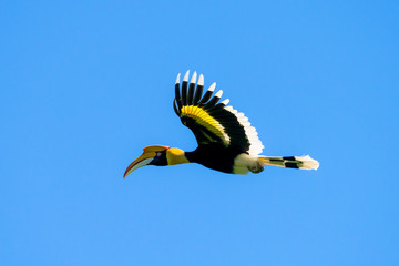 Flying great hornbill at Khao Yai national park, THAILAND © joesayhello