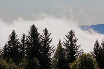 Nebel über den Bäumen in der Steiermark